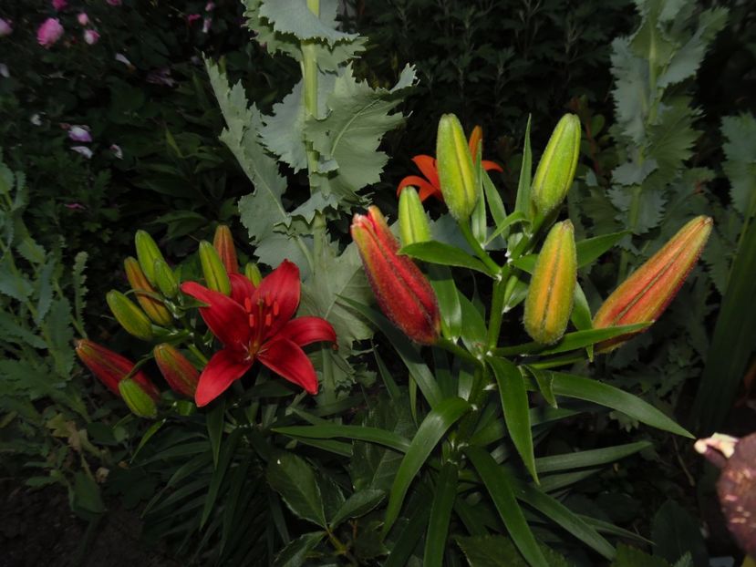  - 000 Iunie in gradina