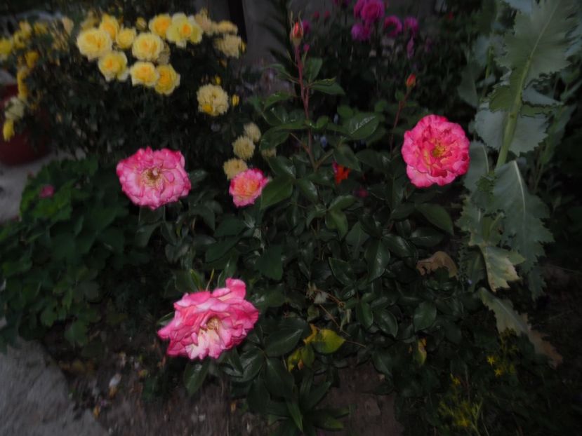  - 000 Iunie in gradina