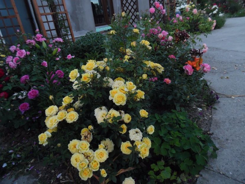  - 000 Iunie in gradina