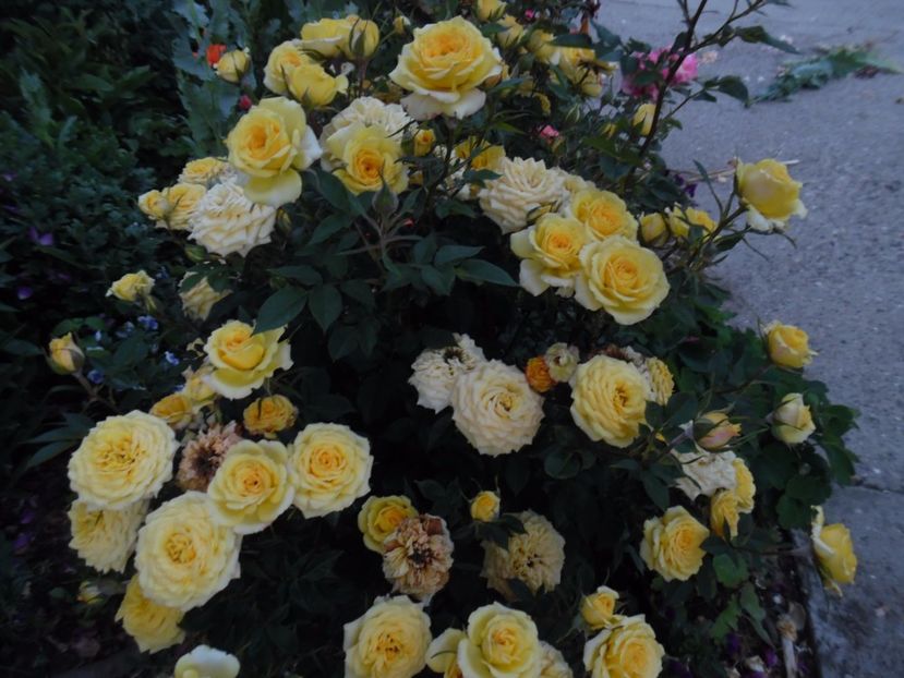  - 000 Iunie in gradina