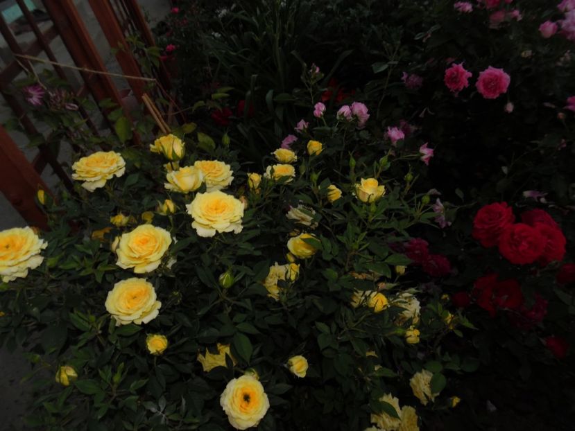  - 000 Iunie in gradina