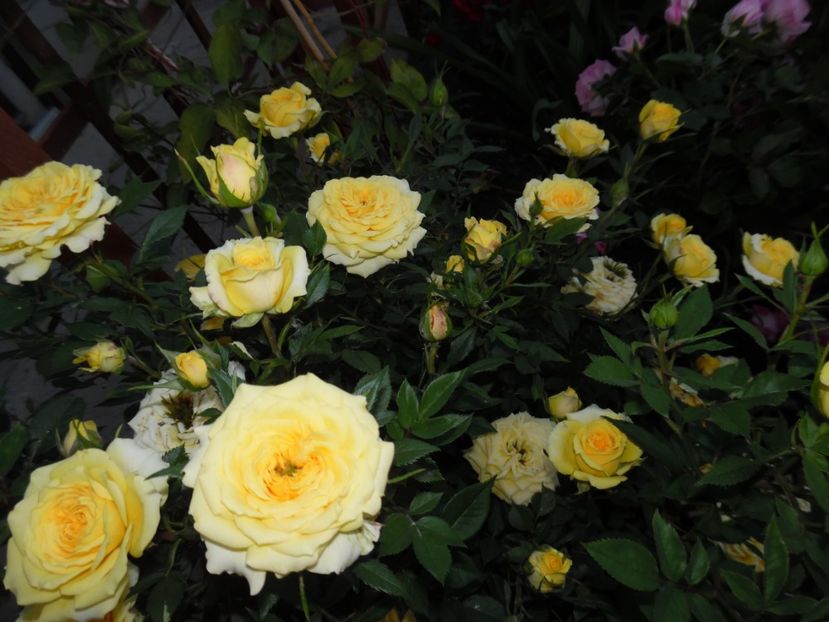  - 000 Iunie in gradina