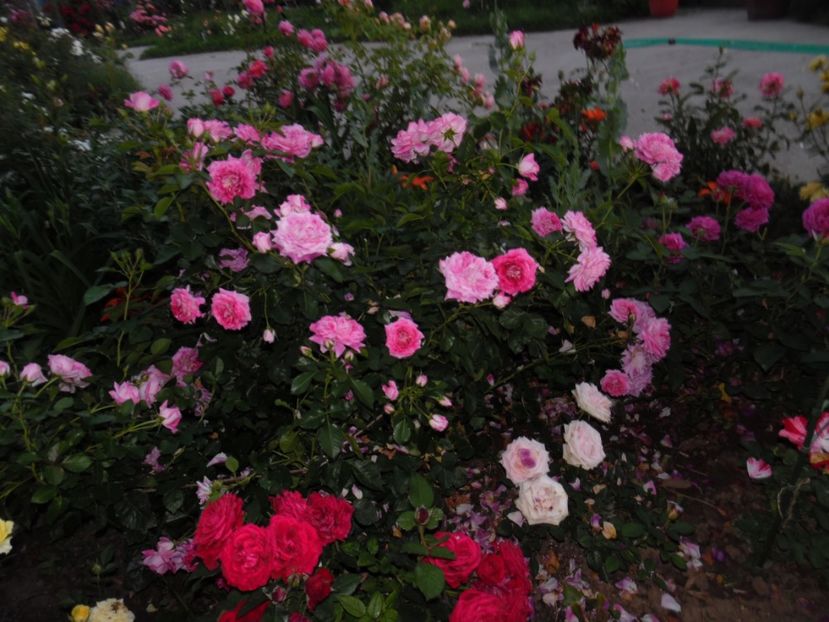  - 000 Iunie in gradina