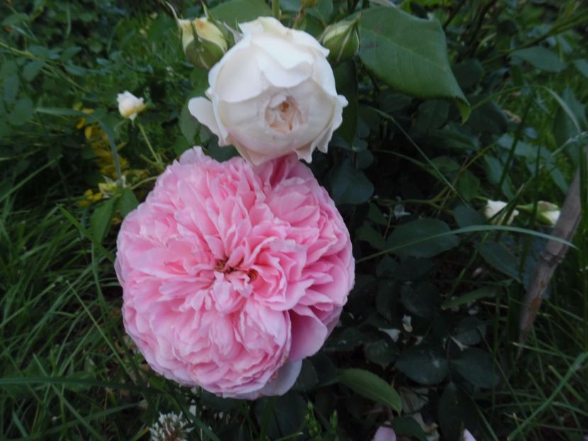  - 000 Iunie in gradina