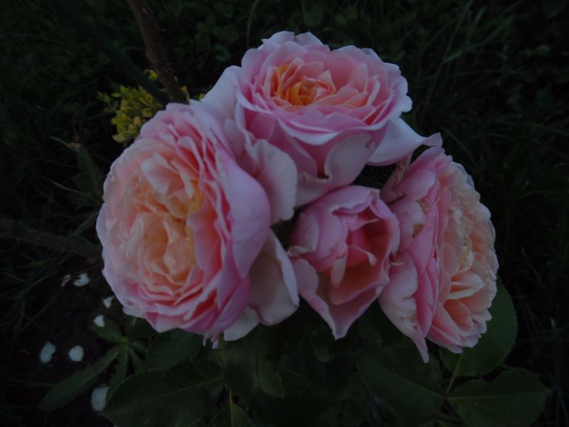  - 000 Iunie in gradina