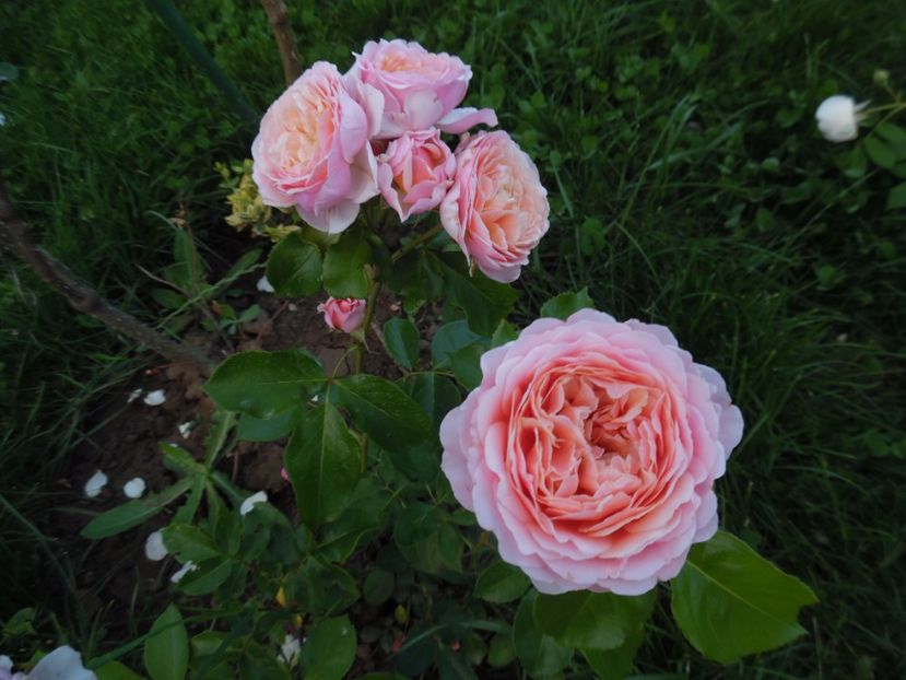  - 000 Iunie in gradina