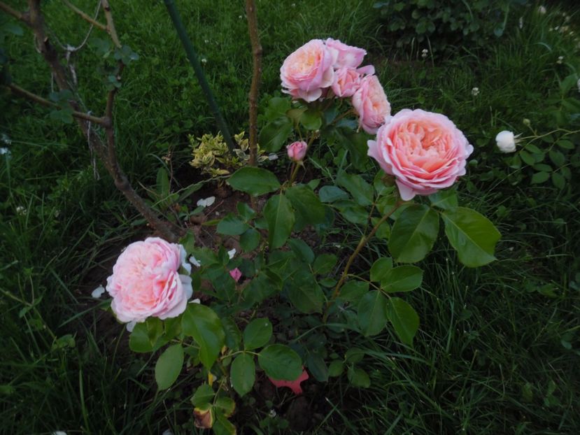  - 000 Iunie in gradina