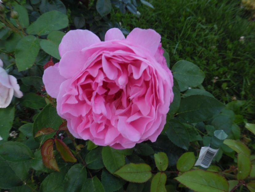  - 000 Iunie in gradina