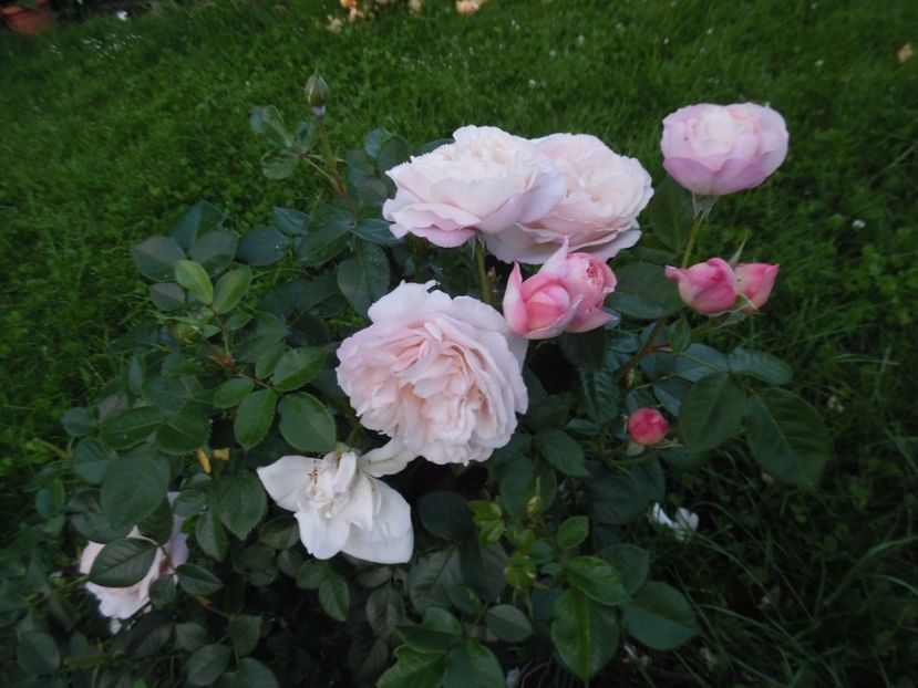  - 000 Iunie in gradina