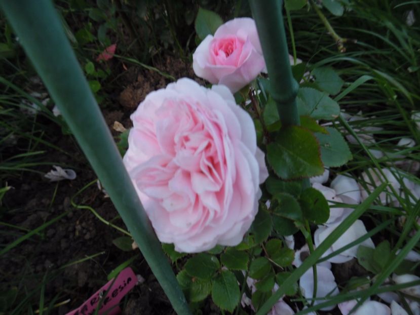  - 000 Iunie in gradina