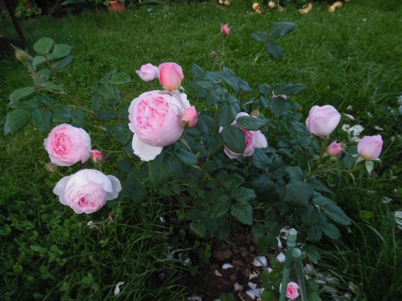  - 000 Iunie in gradina