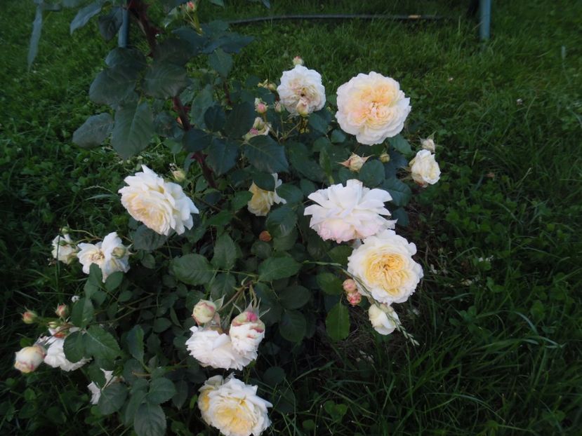  - 000 Iunie in gradina