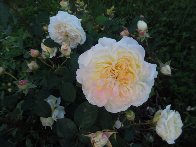  - 000 Iunie in gradina