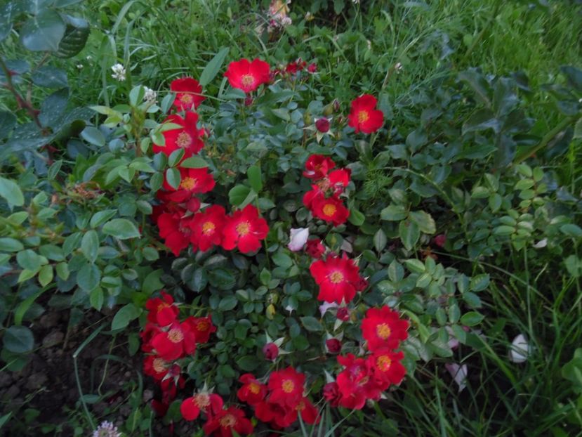  - 000 Iunie in gradina