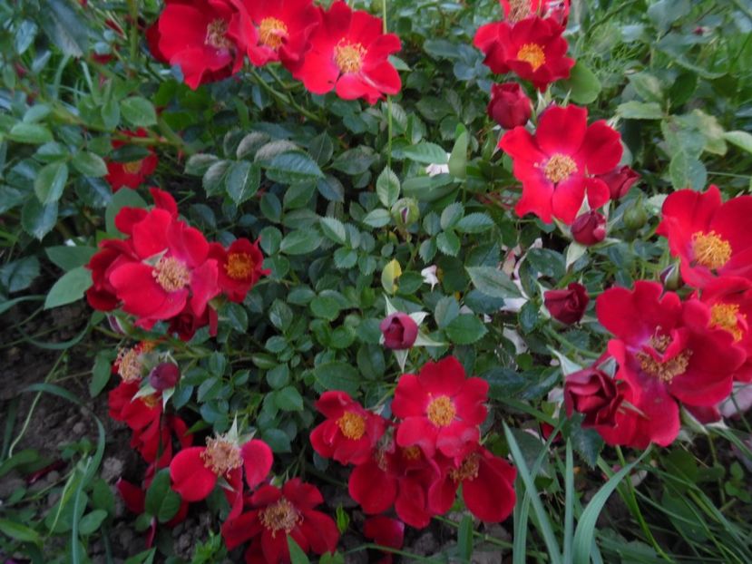  - 000 Iunie in gradina