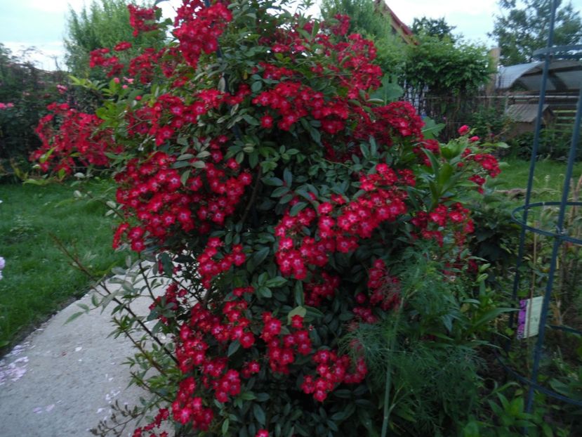  - 000 Iunie in gradina