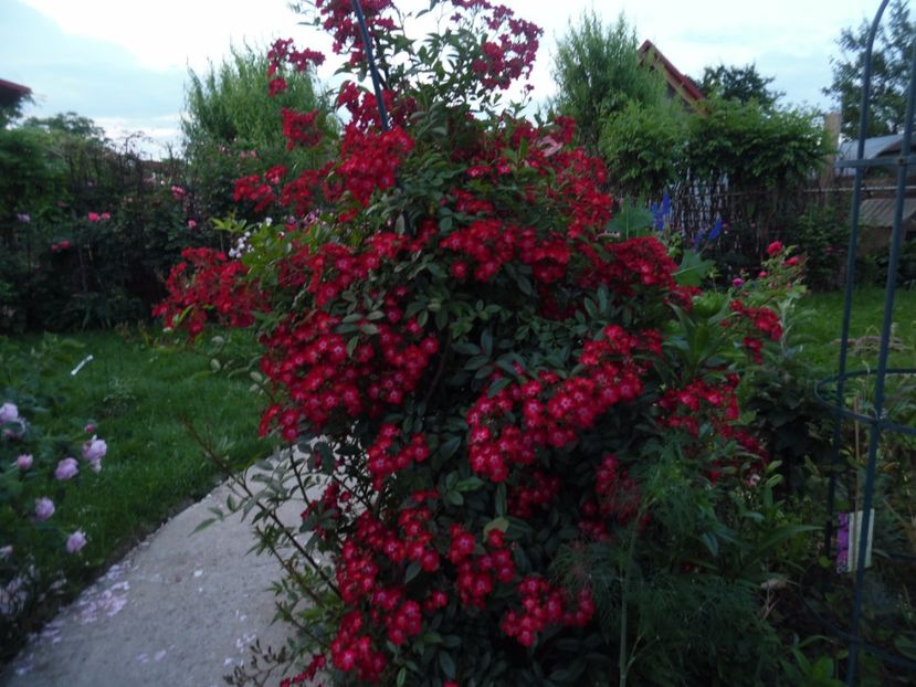  - 000 Iunie in gradina