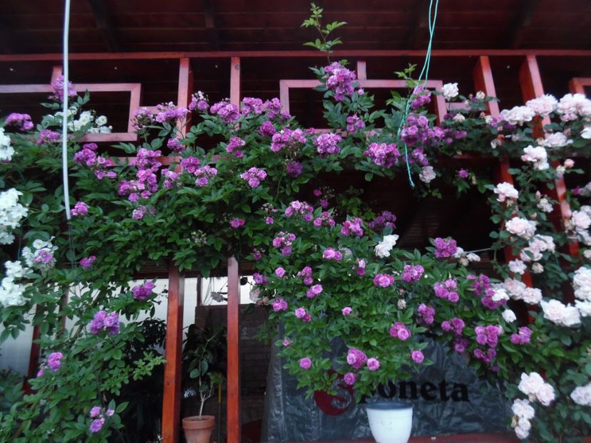  - 000 Iunie in gradina