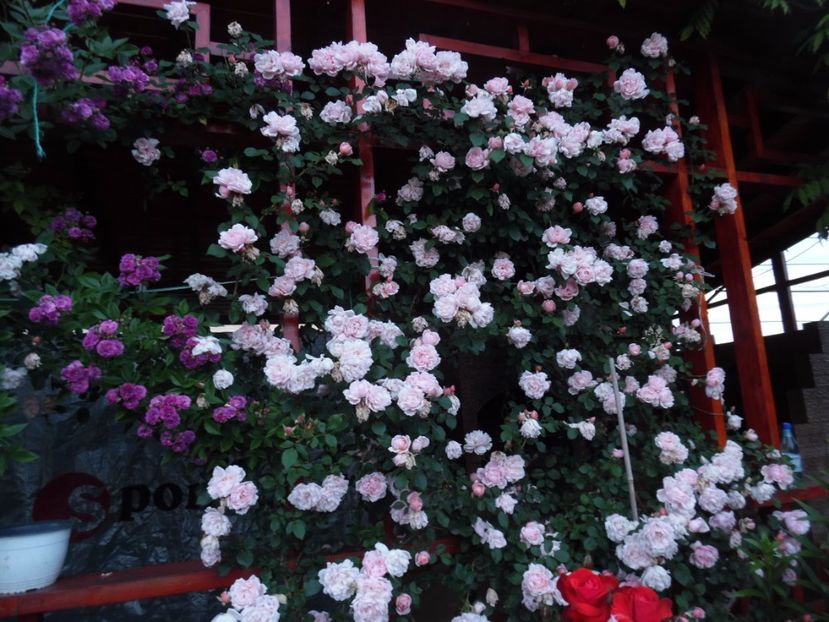  - 000 Iunie in gradina