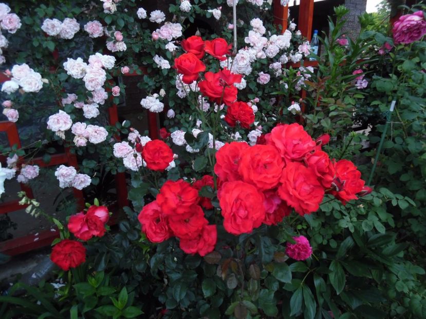  - 000 Iunie in gradina