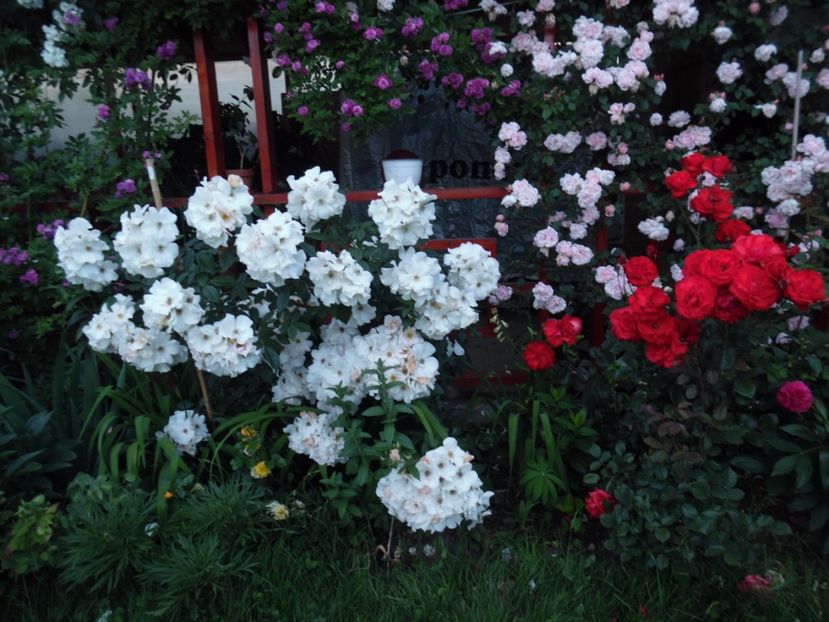  - 000 Iunie in gradina