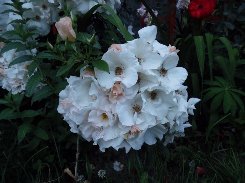  - 000 Iunie in gradina