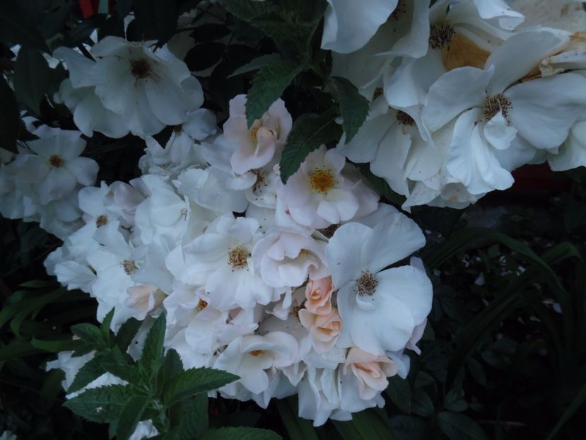  - 000 Iunie in gradina