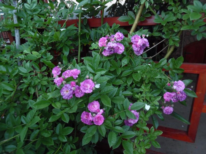  - 000 Iunie in gradina