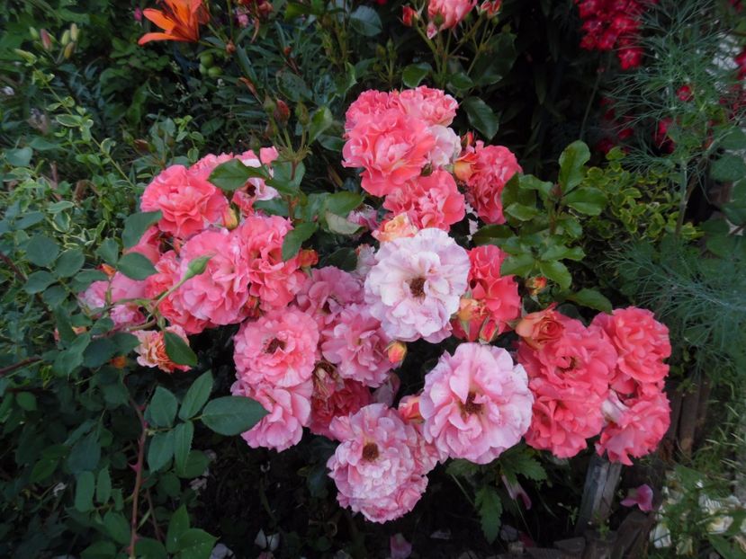  - 000 Iunie in gradina