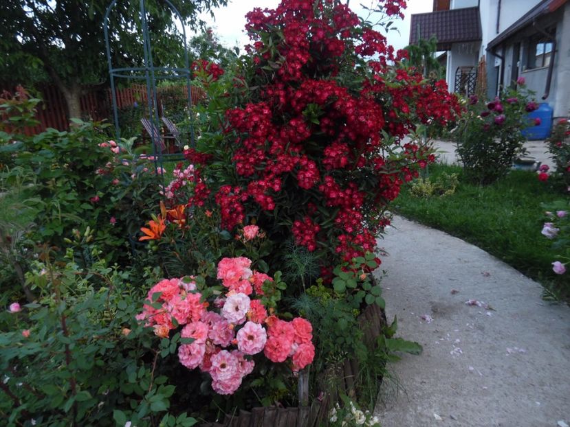  - 000 Iunie in gradina