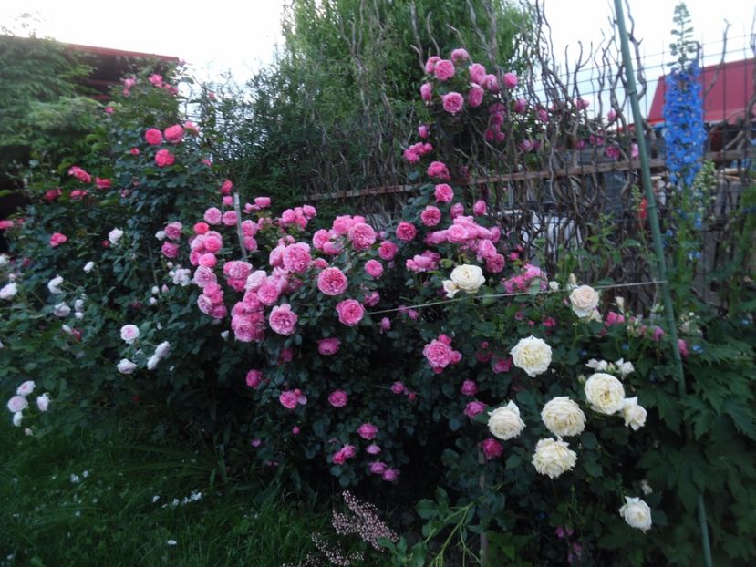  - 000 Iunie in gradina