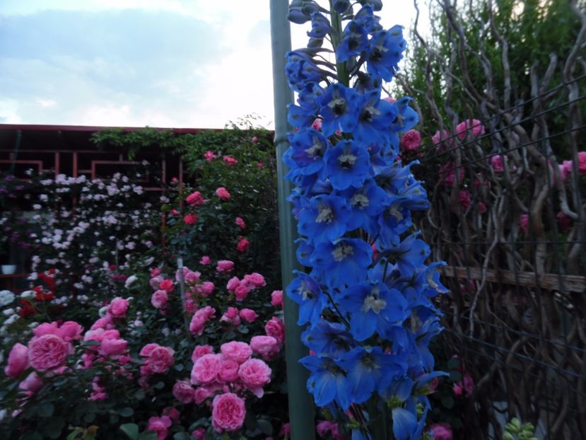  - 000 Iunie in gradina