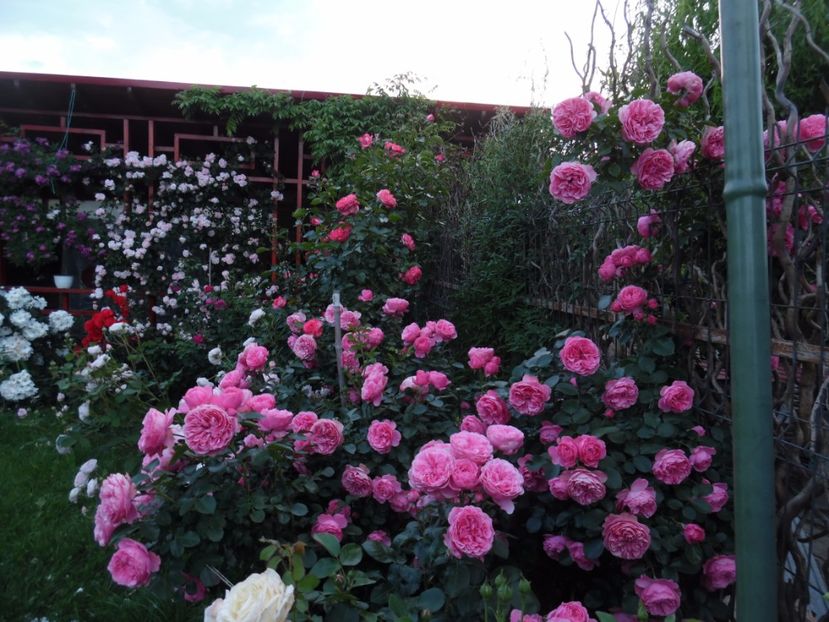  - 000 Iunie in gradina