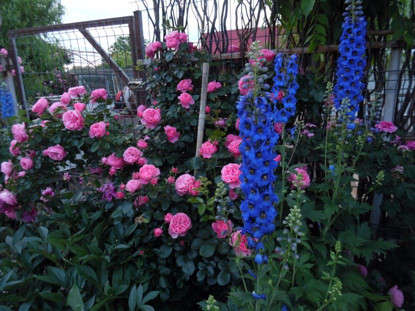  - 000 Iunie in gradina