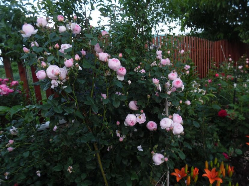  - 000 Iunie in gradina