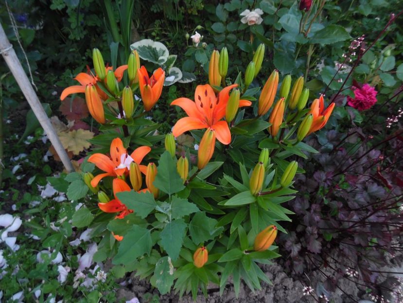  - 000 Iunie in gradina