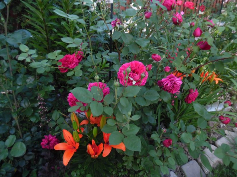  - 000 Iunie in gradina