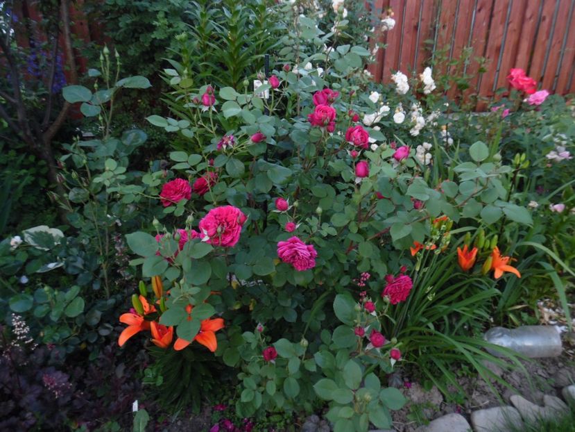  - 000 Iunie in gradina