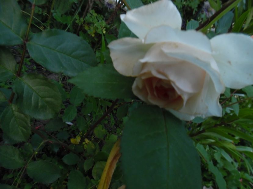  - 000 Iunie in gradina