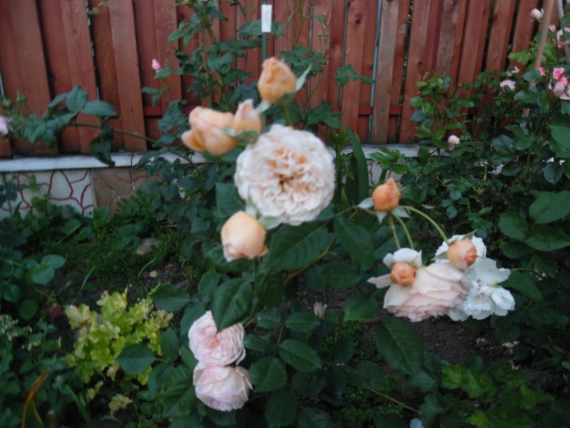  - 000 Iunie in gradina