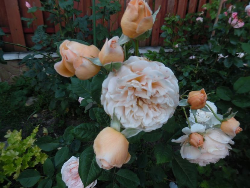  - 000 Iunie in gradina