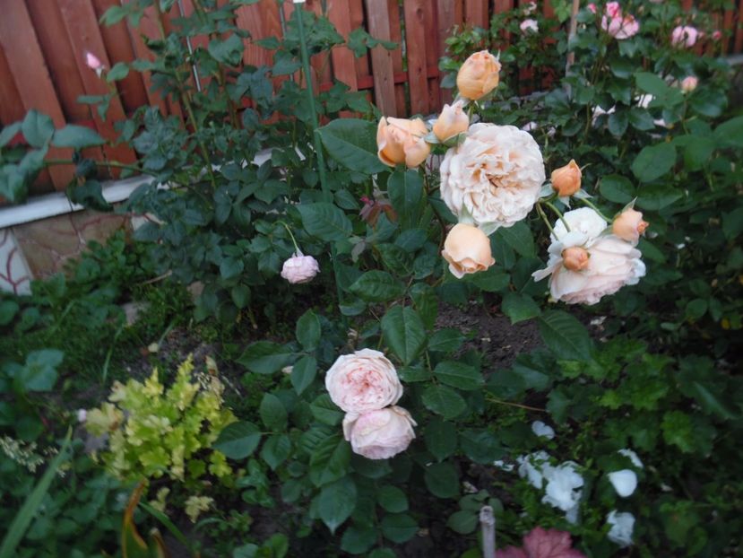  - 000 Iunie in gradina