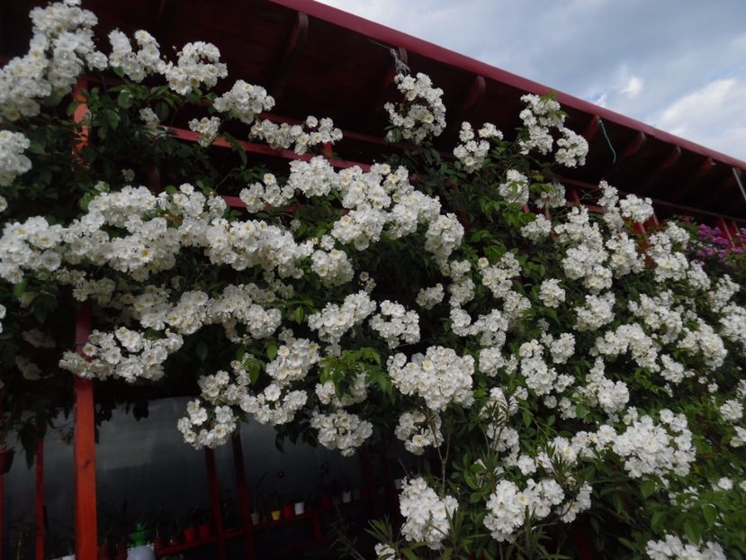  - 000 Iunie in gradina