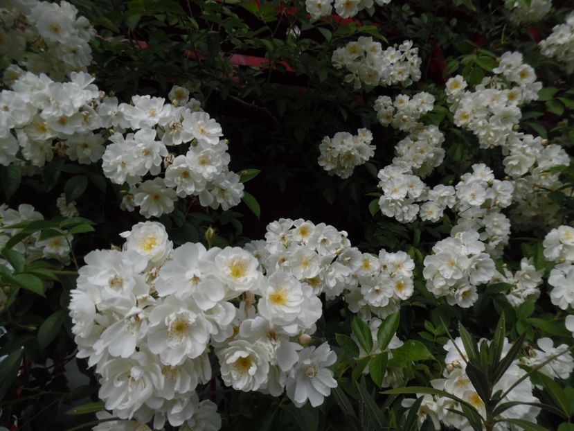  - 000 Iunie in gradina