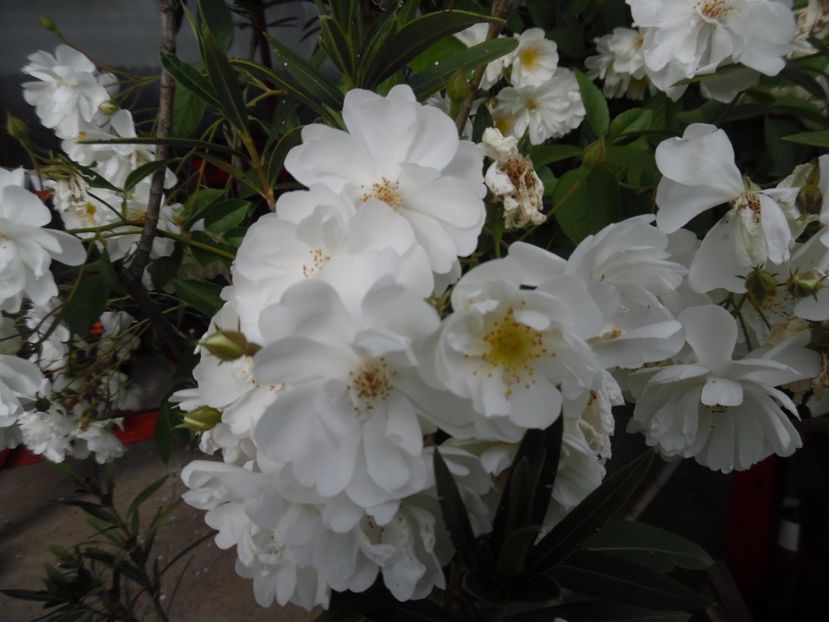  - 000 Iunie in gradina