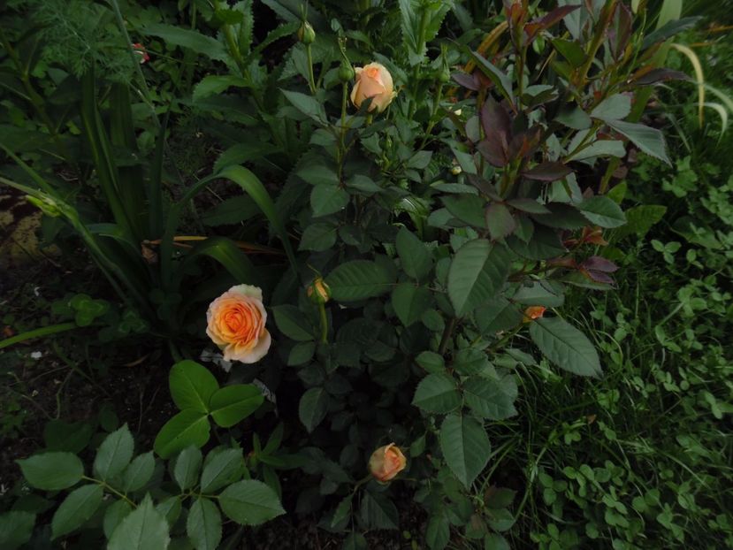  - 000 Iunie in gradina