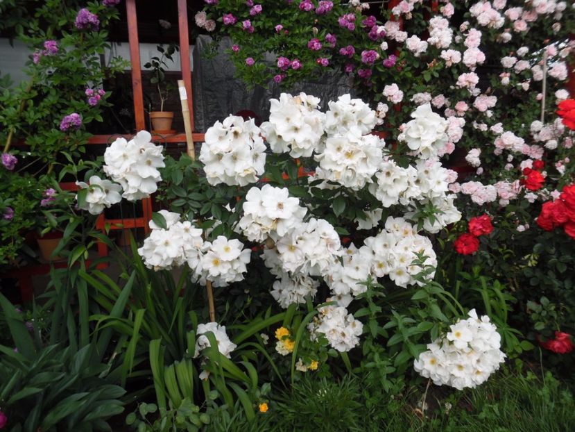  - 000 Iunie in gradina