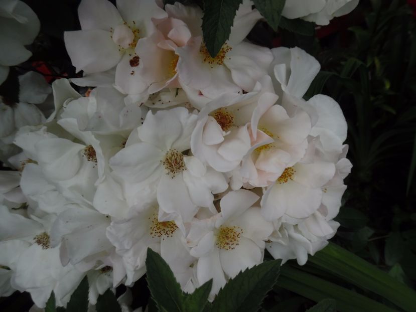  - 000 Iunie in gradina