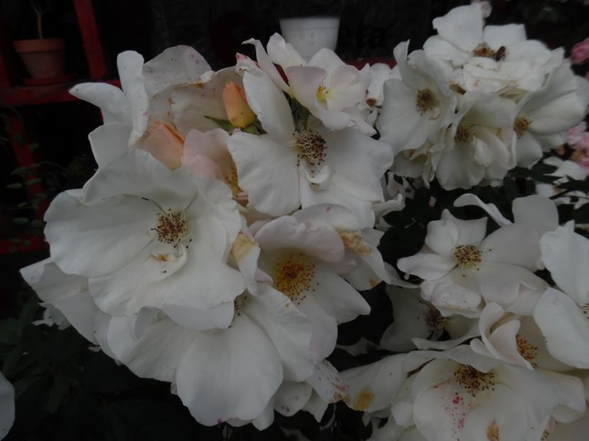  - 000 Iunie in gradina