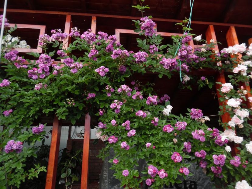  - 000 Iunie in gradina